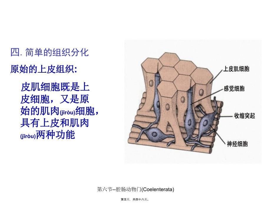 第六节--腔肠动物门(Coelenterata)课件_第5页