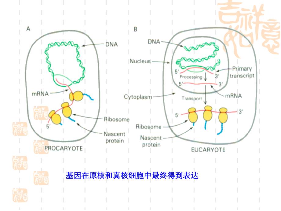 南京农大动物生物化学课件15_第3页