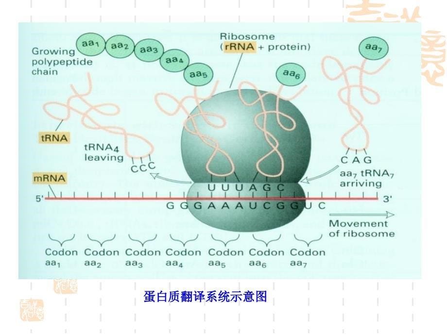 南京农大动物生物化学课件15_第5页