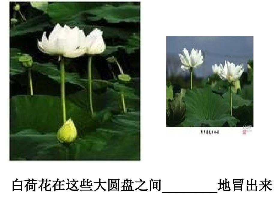 《荷花》教学课件_第4页