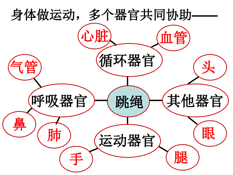 四年级科学上册相互协作的人体器官课件._第2页