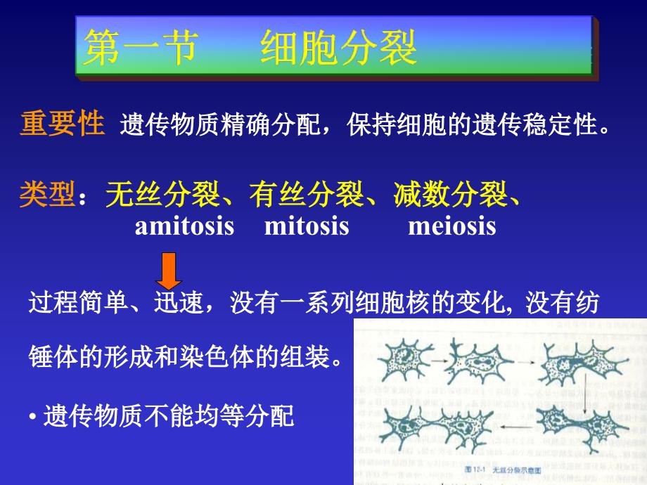 细胞生物学细胞增殖与细胞周期_第3页