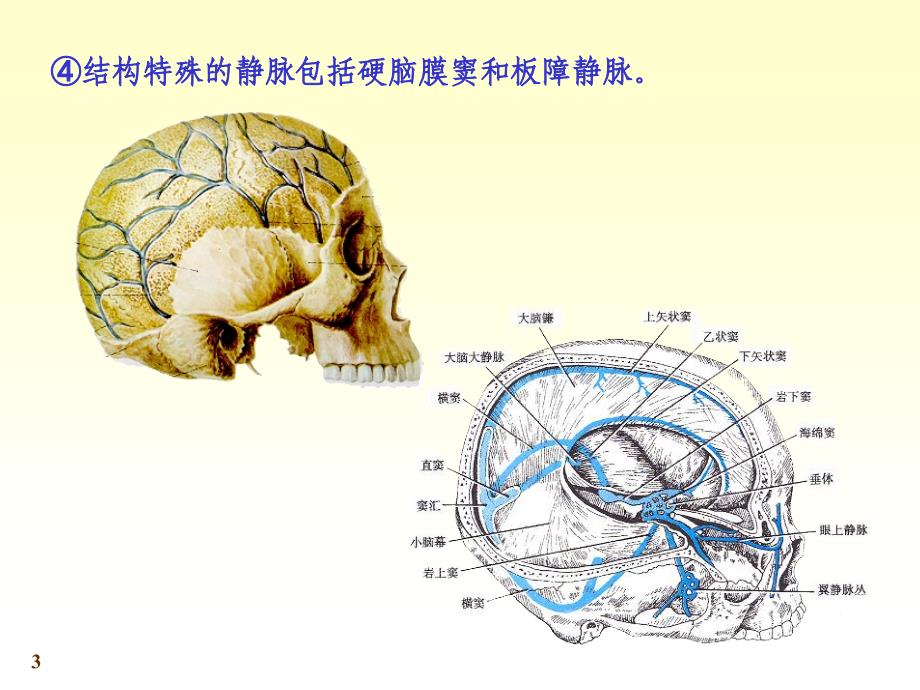 医学人体解剖学资源：chapter11-4静脉_第3页