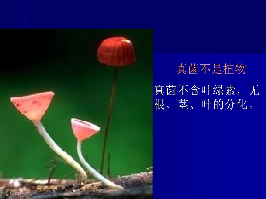 医学课件真菌Fungus课件_第3页