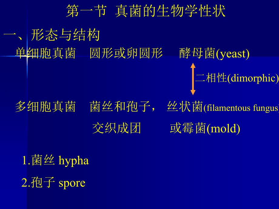 医学课件真菌Fungus课件_第4页