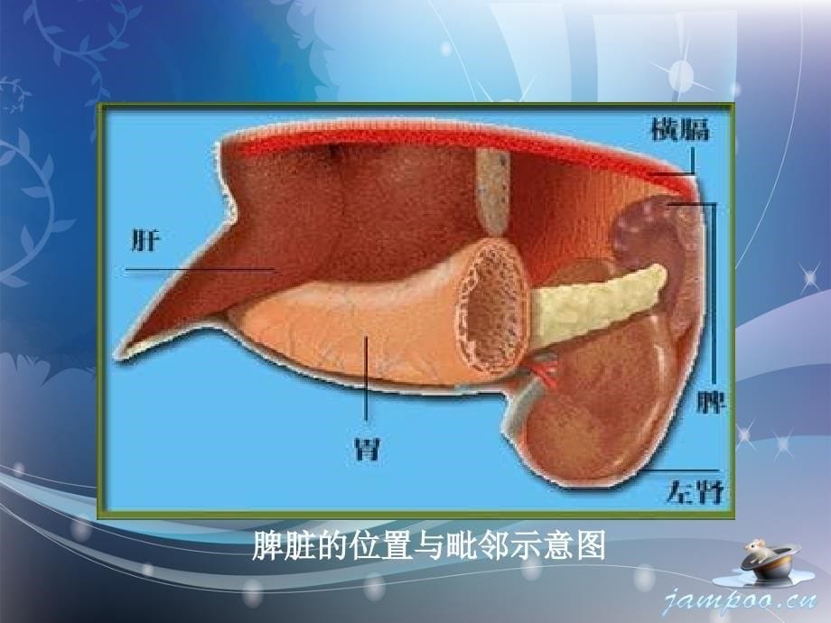 脾脏疾病超声诊断[行业特制]_第5页