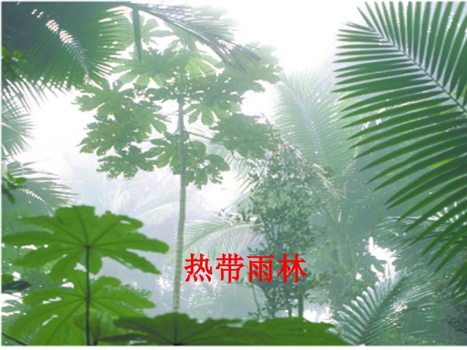 北师大版生物七年级上册3.7.2《我国的植物资源》ppt课件_第3页