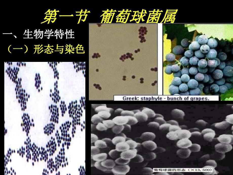 最新医疗球菌葡、链ppt课件_第2页