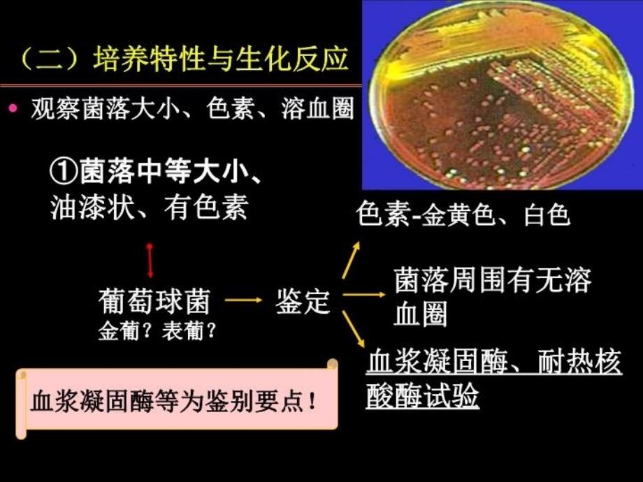 最新医疗球菌葡、链ppt课件_第3页