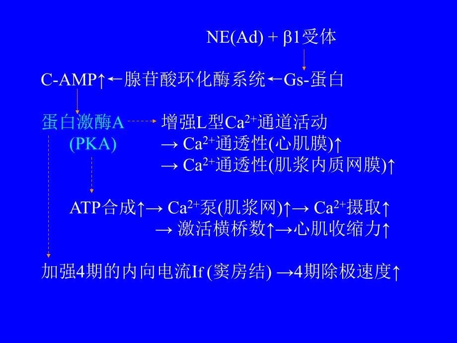 生理学讲义55_第5页