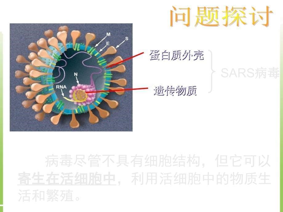 从生物圈到细胞课件高一生物.ppt_第5页