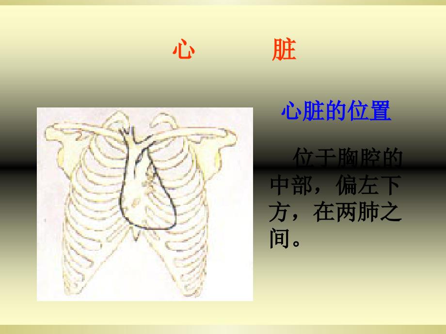 最新湘教版科学2心脏和血管_第3页