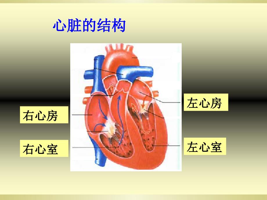 最新湘教版科学2心脏和血管_第4页