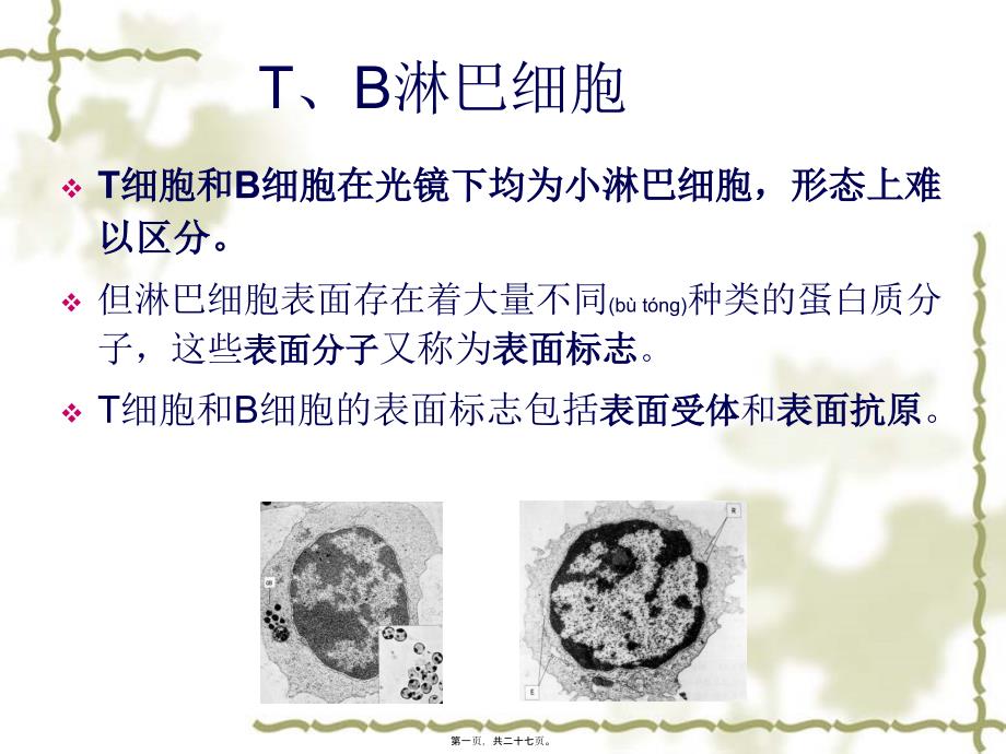 医学专题—免疫细胞18547_第1页