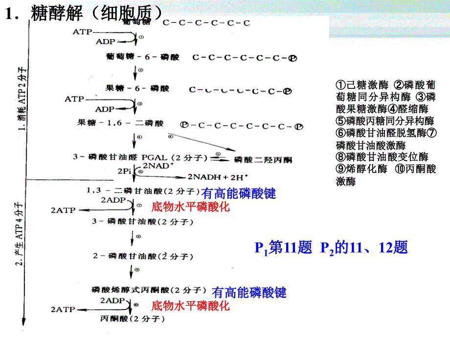 生物联赛辅导生物化学_第4页