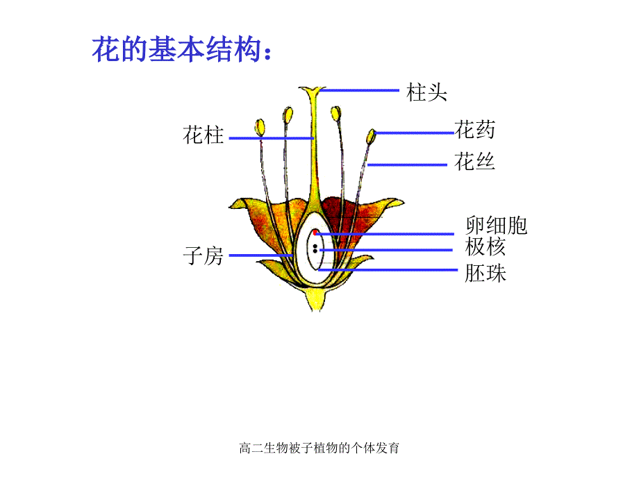 高二生物被子植物的个体育课件_第4页