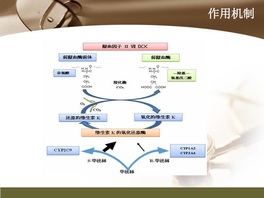 华法林的抗凝治疗课件_第4页