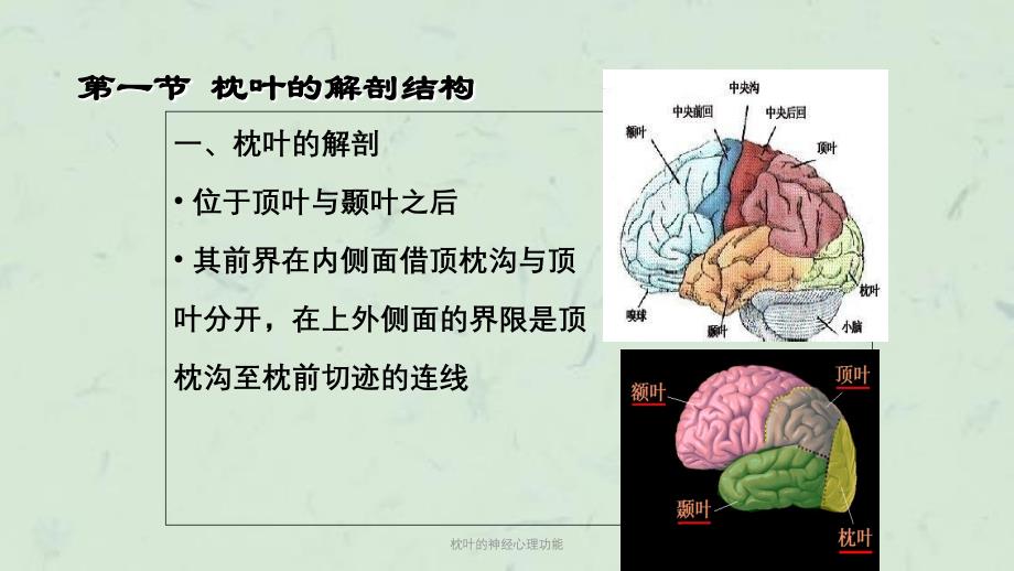 枕叶的神经心理功能课件_第3页