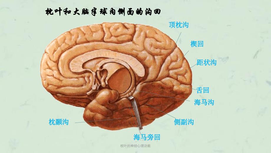 枕叶的神经心理功能课件_第4页