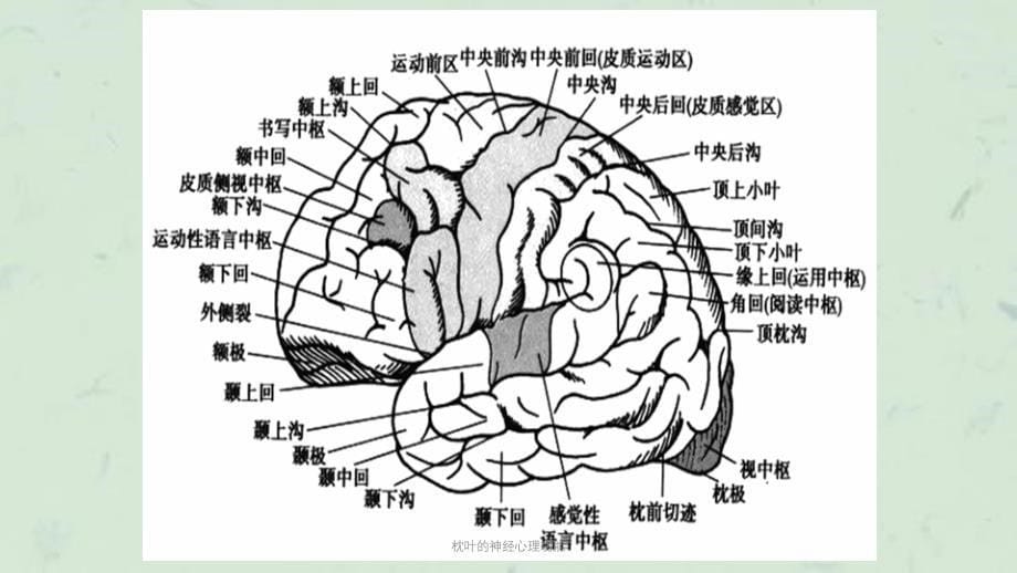 枕叶的神经心理功能课件_第5页