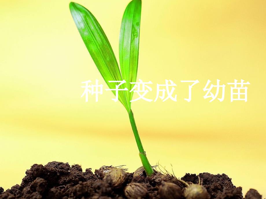 三年级科学下册植物的生长变化4种子变成了幼苗课件1教科版_第1页