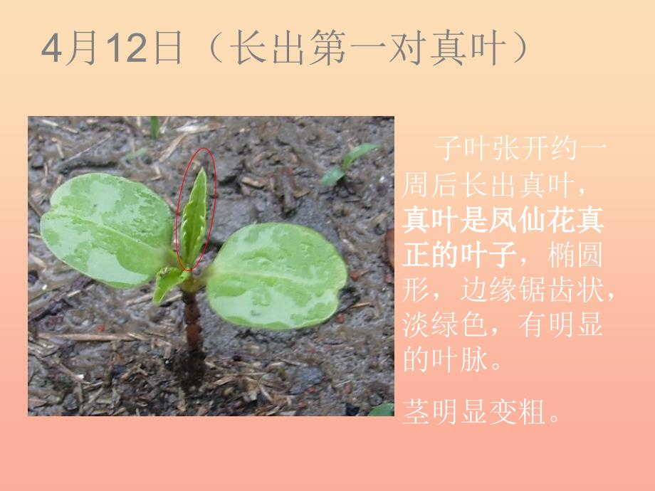 三年级科学下册植物的生长变化4种子变成了幼苗课件1教科版_第5页