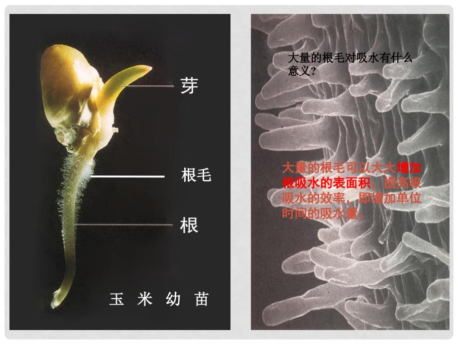 七年级生物上册 第二节水分进入植物体内的途径课件 人教新课标版_第3页