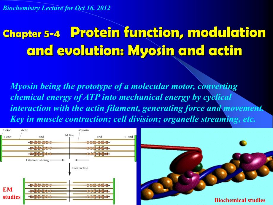 生物化学英文版课件：Chapter 5-4 Protein Function, modulation and evolution-myosin and actin_第1页