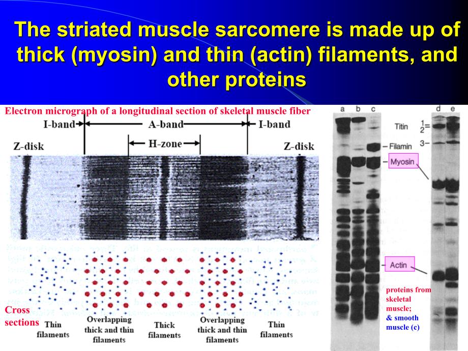 生物化学英文版课件：Chapter 5-4 Protein Function, modulation and evolution-myosin and actin_第4页