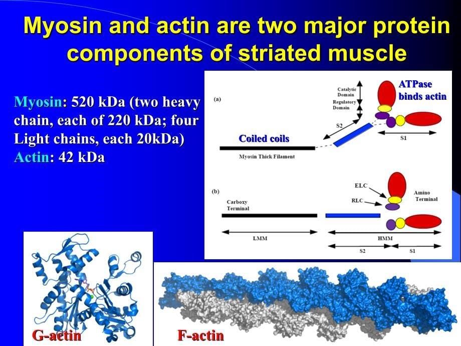 生物化学英文版课件：Chapter 5-4 Protein Function, modulation and evolution-myosin and actin_第5页