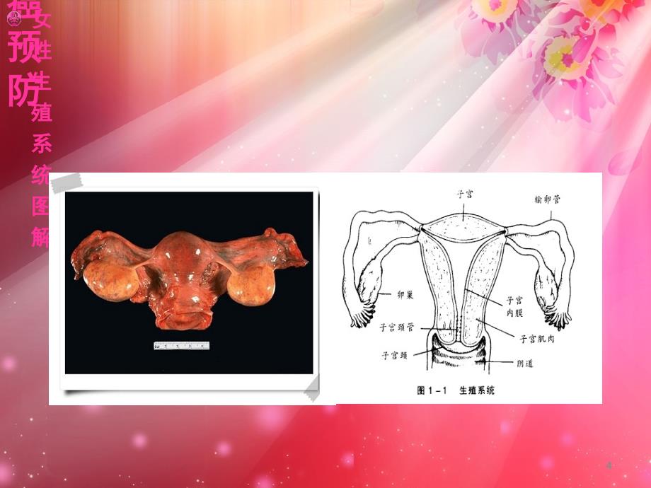 两癌防治知识课堂PPT_第4页