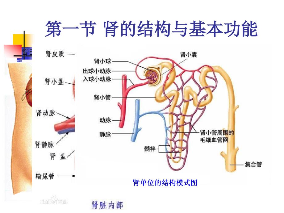 《动物生理学》教学课件：13 排泄_第2页