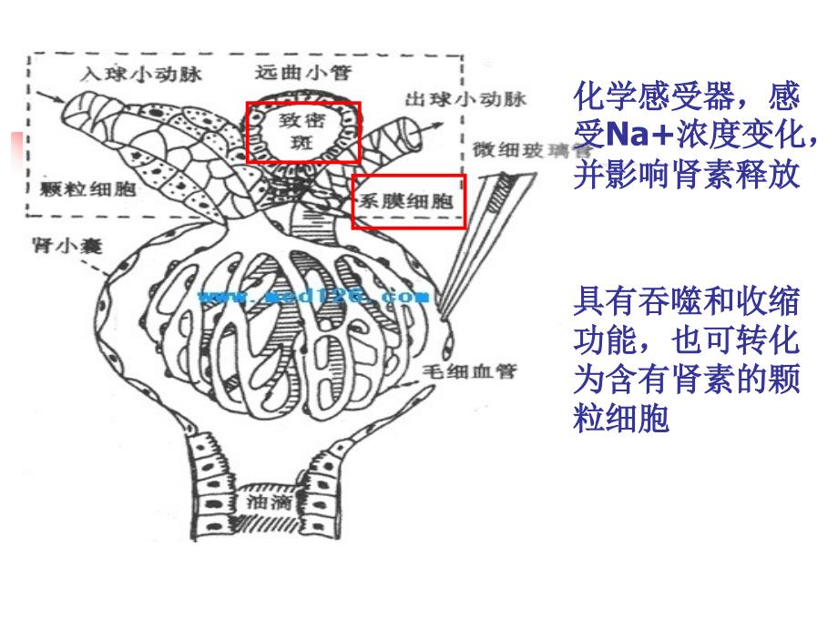 《动物生理学》教学课件：13 排泄_第4页