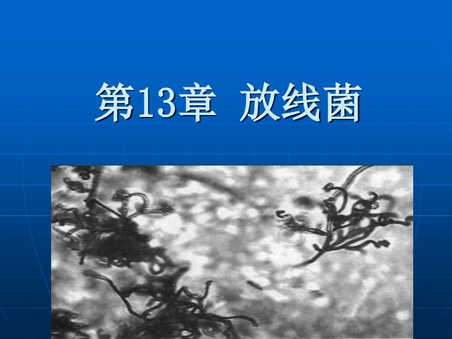 第13章放线菌_第1页