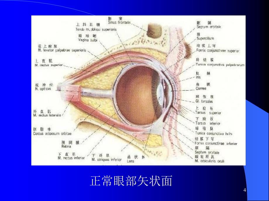 &amp;amp#167;14.7--高压氧在眼科的应用_第4页