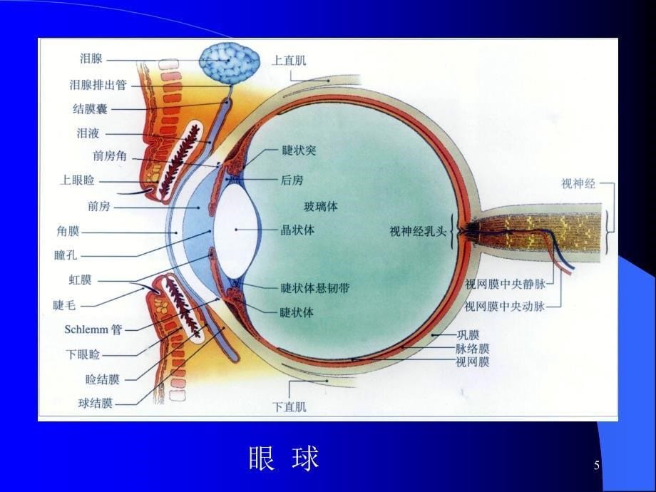 &amp;amp#167;14.7--高压氧在眼科的应用_第5页