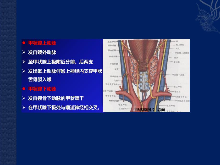 外科学课件：颈部疾病_第4页