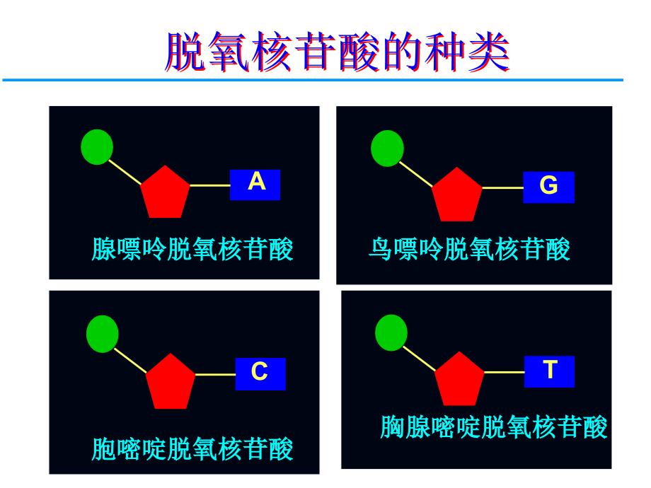 二节DNA分子结构_第4页