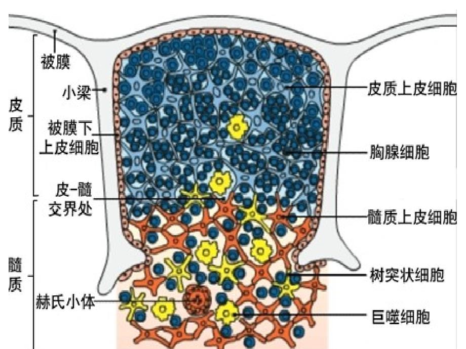 T淋巴细胞PPT精品医学课件_第4页