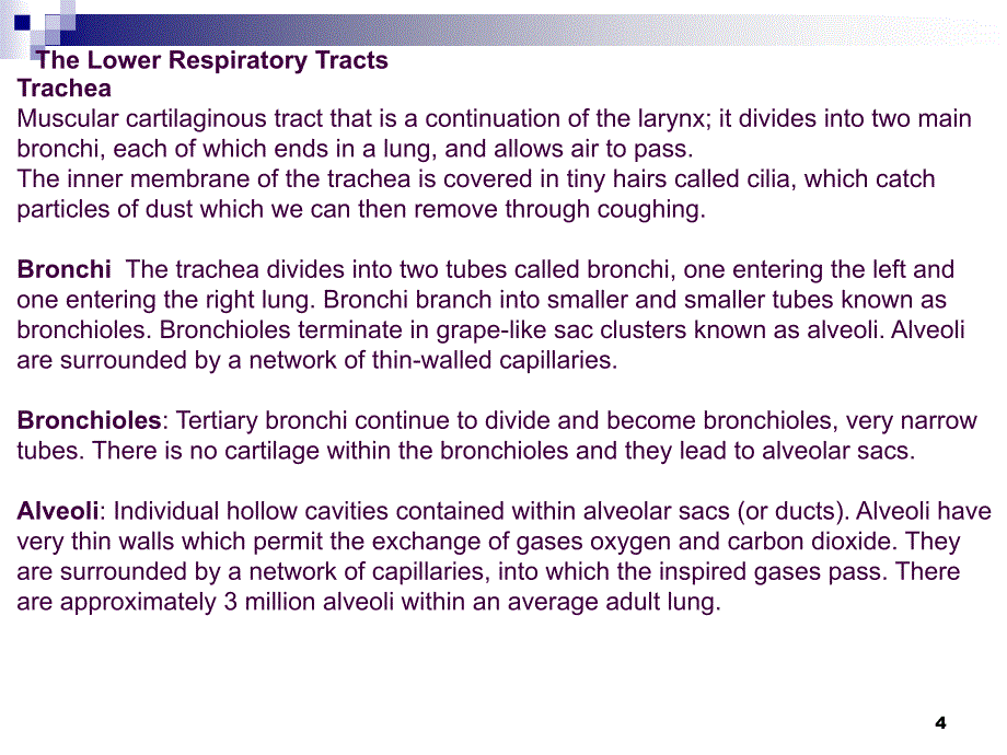 呼吸系统英文版ppt课件_第4页