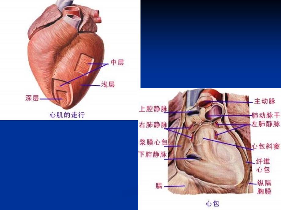 超声心动图巡诊PPT课件_第3页