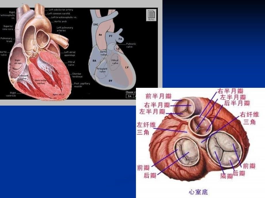 超声心动图巡诊PPT课件_第5页