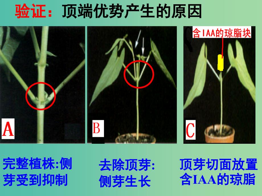 高中生物 3.2 生长素的生理作用课件2 新人教版必修3 .ppt_第4页