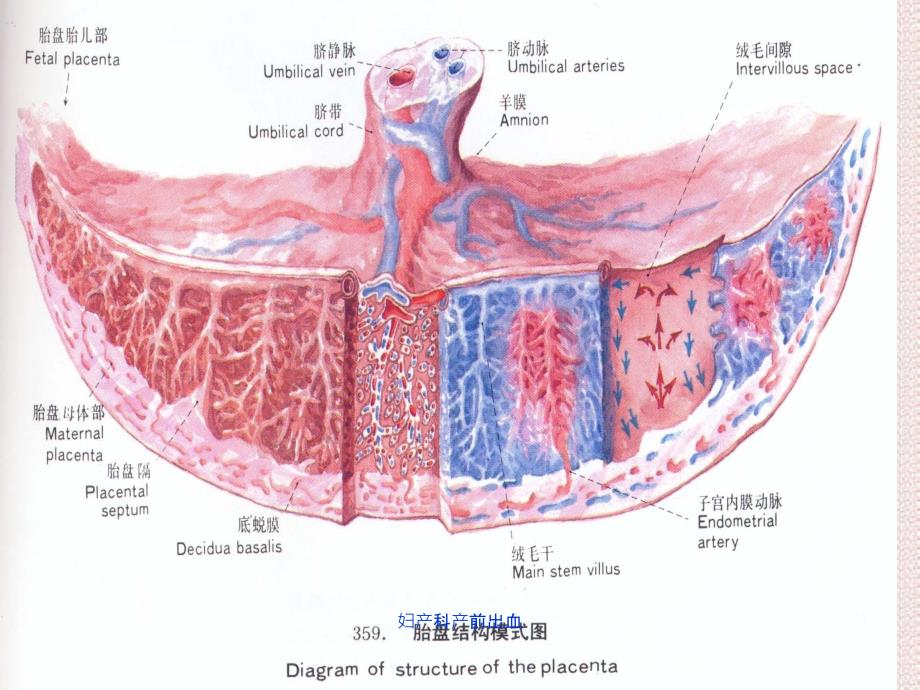 妇产科产前出血_第2页