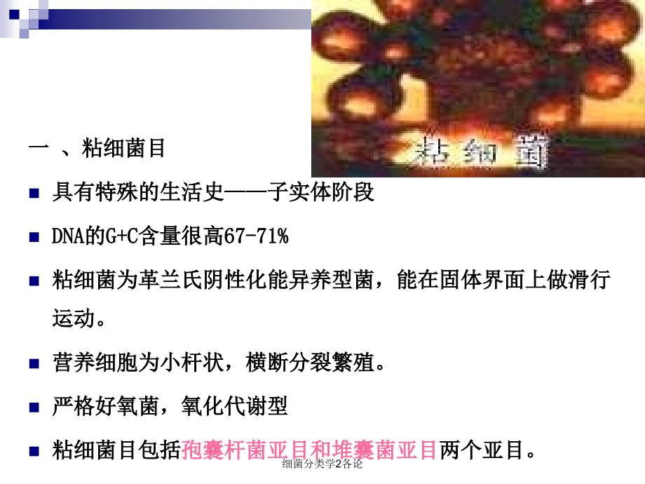 细菌分类学2各论课件_第5页