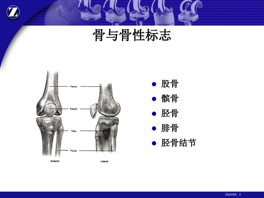 膝关节解剖精品ppt课件_第2页