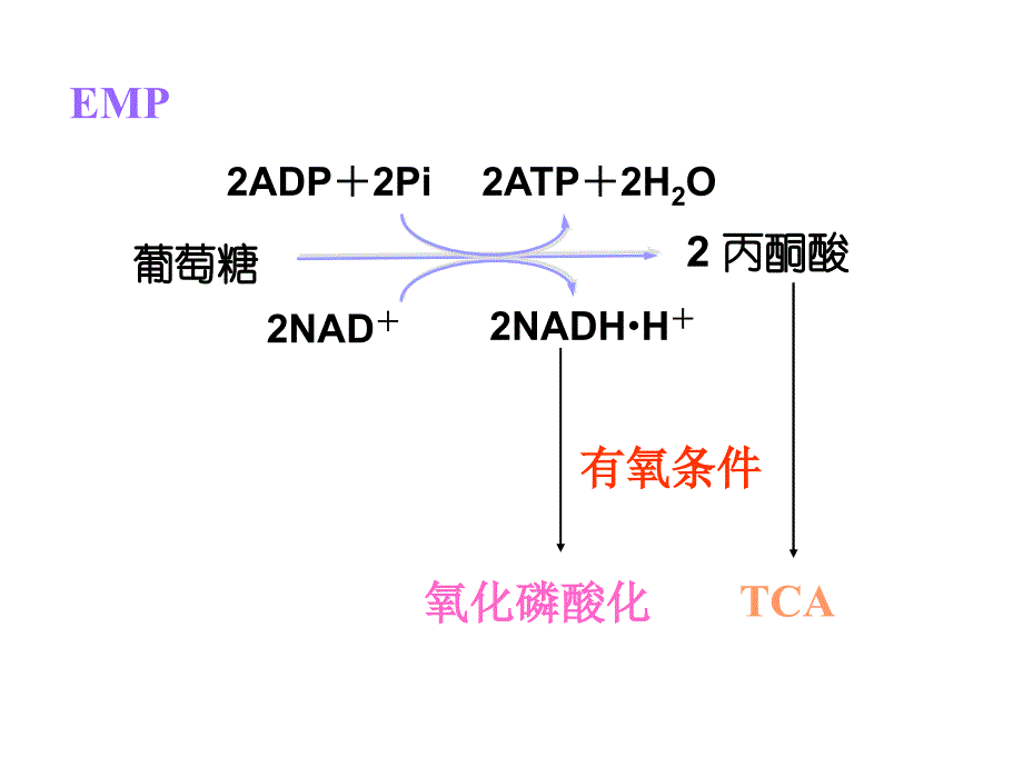 生物化学课件：第四章 第三节 丙酮酸氧化脱羧与三羧酸循环_第2页