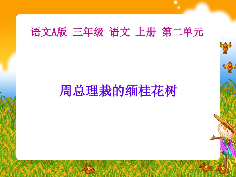 课件周总理栽的缅桂花树1_第4页