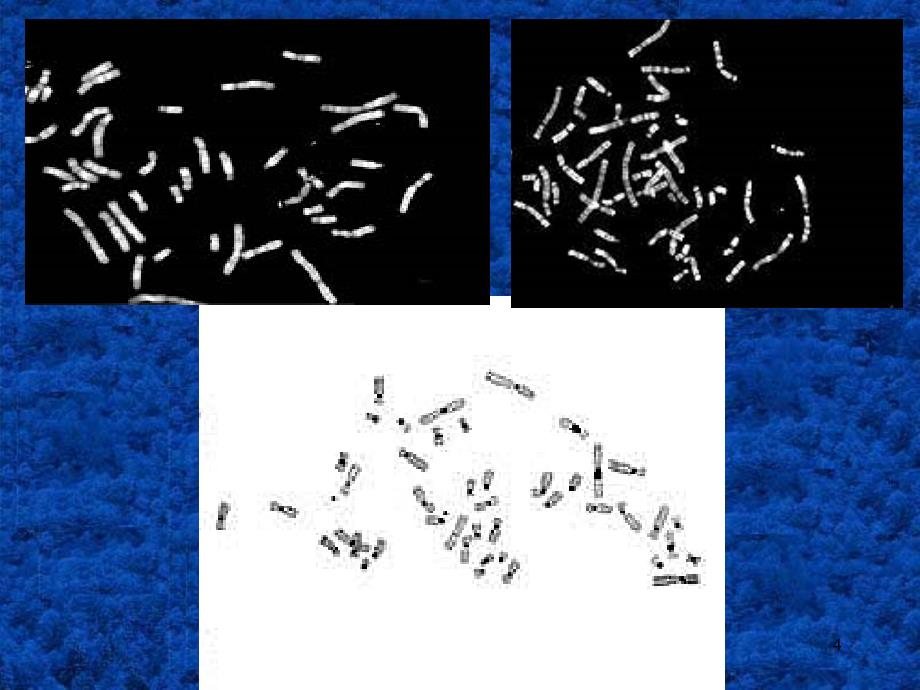 染色体荧光原位杂交技术_第4页
