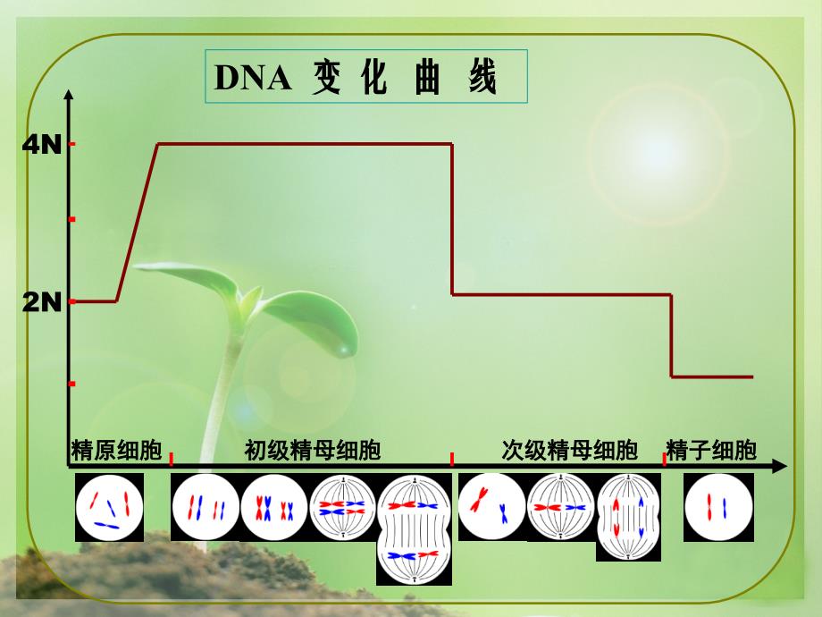 基因的染色体学说PPT课件_第2页